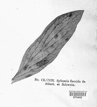 Cronartium pini image